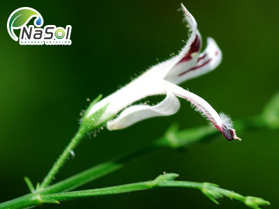 Vì sao Việt Nam sử dụng thuốc xuyên tâm liên để điều trị COVID-19?